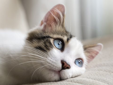 pregnant cat, vitamins for cats, new born kittens
