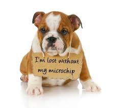 cheap puppy microchipping, dog mobile microchipping stafforshire, dog microchipping birmingham, cheap prices for litters of puppies